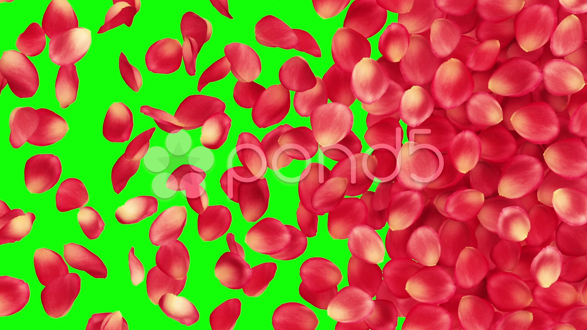 Rose Petals Falling Green Screen