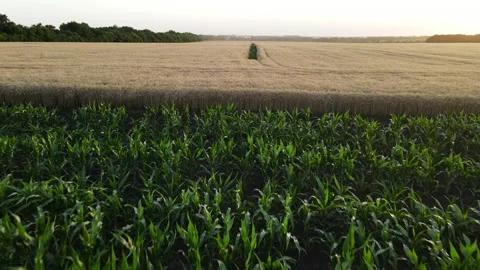 Transition between a field of corn and a field of wheat during sunset Stock Footage 134390039