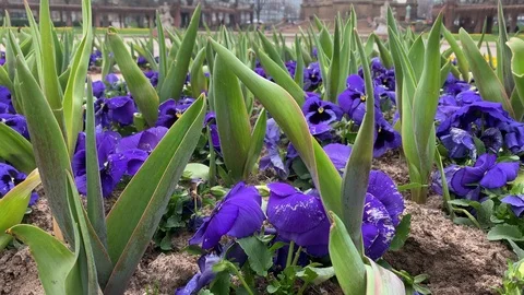 Transition from Blue flowers to the Mannheim Wasserturm Stock Footage 126566376