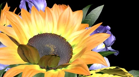 Transition bouquet of flowers Stock Footage 1095646