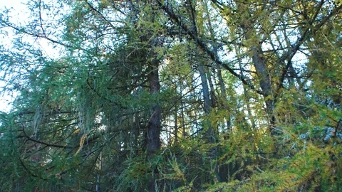 Transition from bushes to trees in the forest Stock Footage 124076416