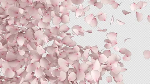 Transition of Cherry Blossom on Alpha Stock Footage 285040544