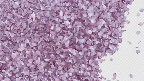 Transition of Cherry Blossom on Alpha Stock Footage 294518988
