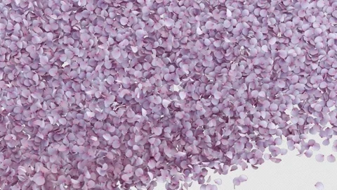 Transition of Cherry Blossom on Alpha Stock Footage 295742606