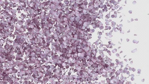 Transition of Cherry Blossom on Alpha Stock Footage 297850407