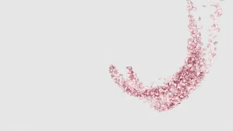 Transition of Cherry Blossom on Alpha Video stock 301039458