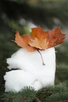 Transition from fall to winter, autumn leaf on snow Stock Photos