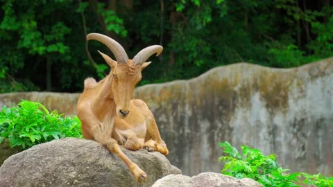 Transition focus of a Barbary sheep resting on the rock on the mountain. Stock Footage 139229898