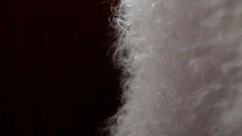 Transition from light to dark. White fur on a black background. Stock Footage 126839171