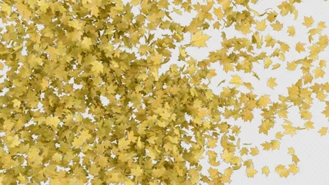 Transition Maple on Alpha Channel Stock Footage 280672733