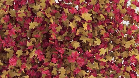 Transition Maple on Alpha Channel Stock Footage 281840621