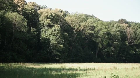Transition from a meadow to a small forest in spring sunshine Stock Footage 141885672