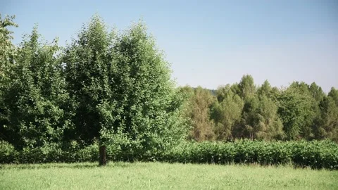Transition from a meadow to a small forest in spring sunshine Stock Footage 141885729