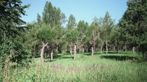 Transition from a meadow to a small forest in spring sunshine Stock Footage 141886093