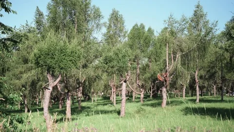 Transition from a meadow to a small forest in spring sunshine Stock Footage 141886102