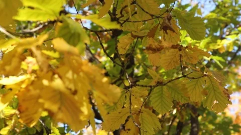 Transition from one branch with yellow sheets to another 스톡 동영상 107756116