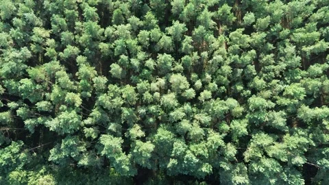 Transition pan from a forested area to a body of water, summer Stock Footage 264758268