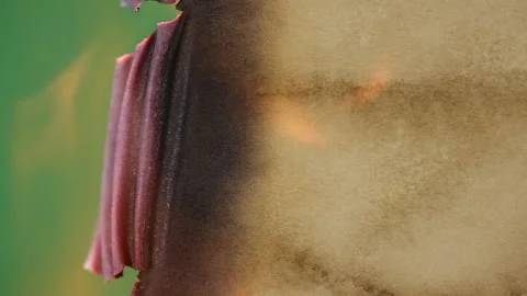 Transition Paper Burning Stock Footage 172422246