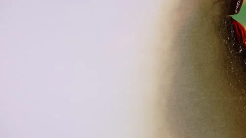 Transition Paper Burning Stock Footage 172422549