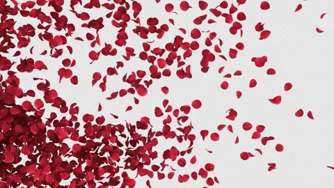 Transition of Rose Alpha Stock Footage 277805227