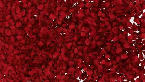 Transition of Rose n Alpha Channel Stock Footage 273685170