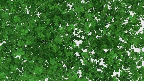 Transition St.Patricks Shamrock on Alpha Stock Footage 265146024