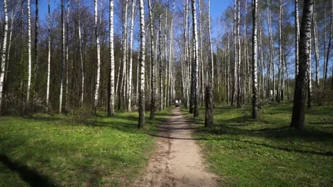 Transition through the forest from birches 動画素材 130494657