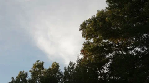 Transition Trees 1 Video stock 8571497