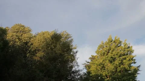 Transition Trees 3 Stock Footage 8571658