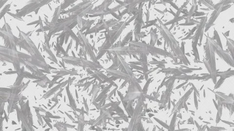A transition wipe featuring many white bird feathers flying across the screen Video stock 342336546