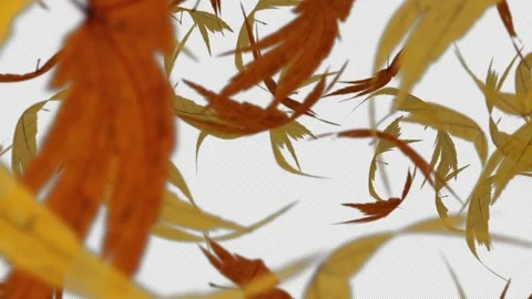 A transition wipe featuring maple leaves  flying across the screen Stock Footage 342336619