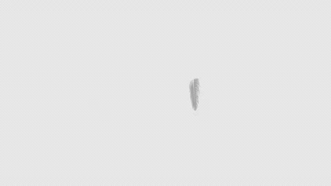 A transition wipe where a bird’s feather flies Video stock 343929207