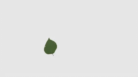 A transition wipe where green broadleaf tree leaves fly Stock Footage 343929206