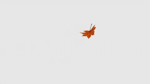 A transition wipe where yellow maple leaves fly Stock Footage 343929210