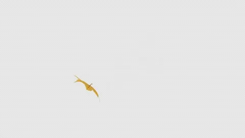A transition wipe where yellow maple leaves fly Video stock 343929233