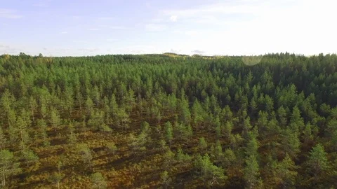 Transition zone between treeless bog and pine bog Stock Footage 86055439