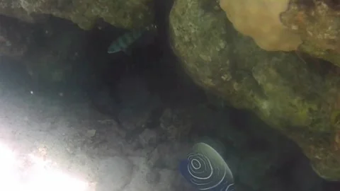Transitional Juvenile Emperor Angelfish Swimming Among Coral Reef in the Red Sea Stock Footage 340060290