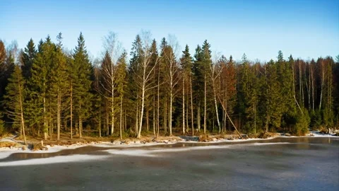 Transitioning Seasons, Delicate Ice Forms Amidst Pines and Withered Grass Stock Footage 257784622