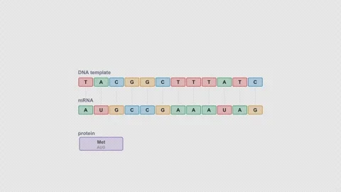 Translation Clean No Text Central Dogma Molecular Biology Alpha 4K Light Stock Footage 339528244