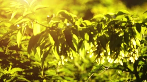 Translation of Focus: Acer negundo, box elder, boxelder maple, Manitoba maple Stock Footage 198723066