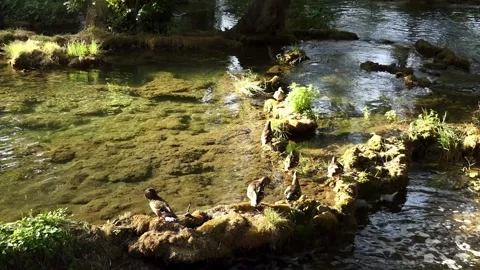 Translation focus several mallards ducks sitting on the shore of a small fast Stock Footage 142537356