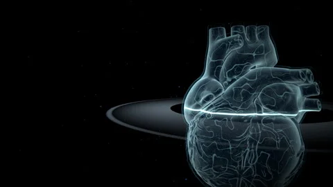 Translucent Anatomical Heart Model, 4K ProRes Stock Footage 336363508