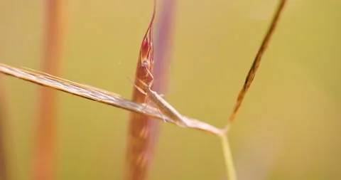 Translucent Assassin bug nymph crawls between grass blades in the glowing Stock Footage 330846929