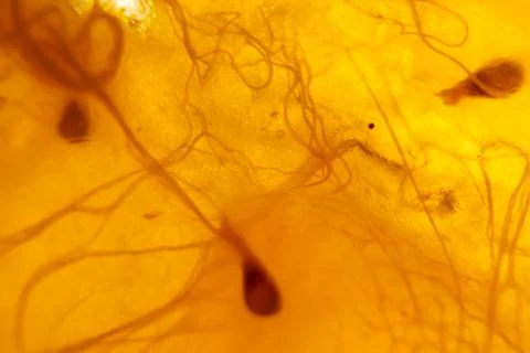 Translucent backlit fruit pulp close-up. Abstract flesh and fibers macro image Stock Photos