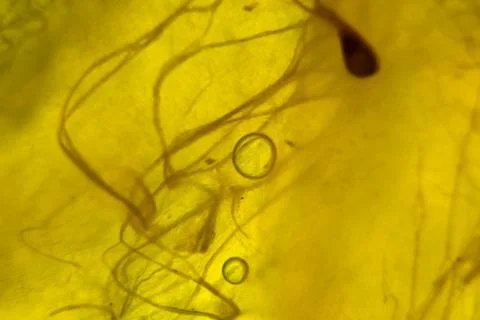 Translucent backlit fruit pulp close-up. Abstract flesh and fibers macro image Stock Photos