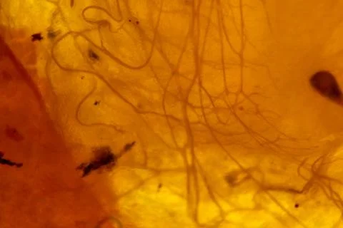 Translucent backlit fruit pulp close-up. Abstract flesh and fibers macro image Stock Photos