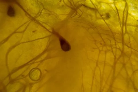 Translucent backlit fruit pulp close-up. Abstract flesh and fibers macro image Stock Photos