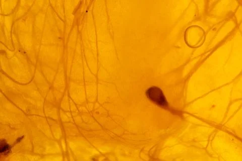 Translucent backlit fruit pulp close-up. Abstract flesh and fibers macro image Stock Photos