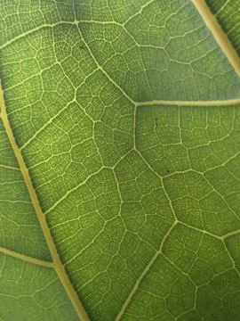 Translucent Backlit Green Leaf Macro Showing Intricate Vein Network Stock Photos