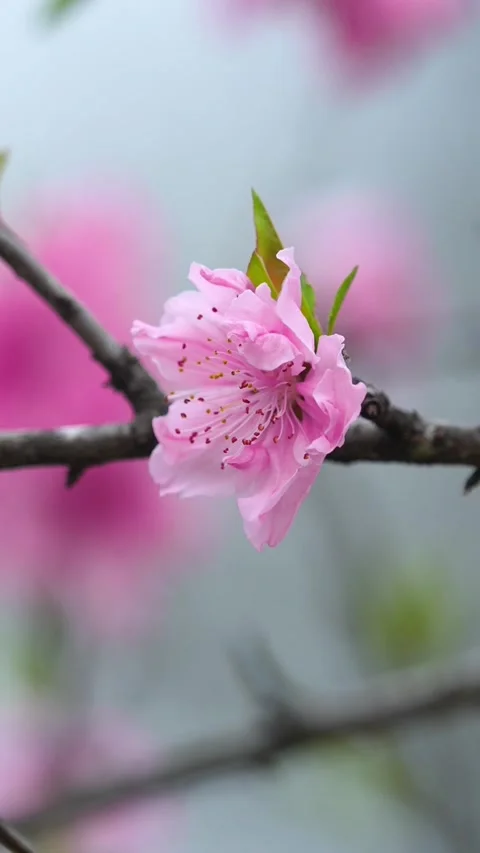 Translucent Backlit Pink Peach Blossom on Textured Branch Video stock 331420778